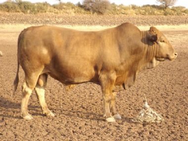 Lot 14 AVR 14 35 - 